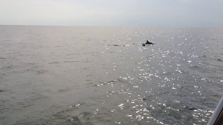 IMG 3406 dolphins