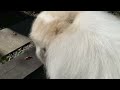 一緒に行く？と言われると急いで準備をするアランです　great pyrenees　グレートピレニーズ