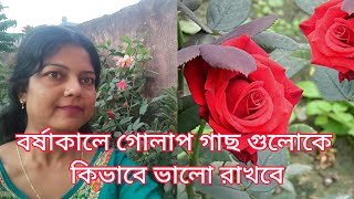 বর্ষাকালে গোলাপ গাছে ৬টি টিপস মানতেই হবে তা না হলে সর্বনাশ | বর্ষাকালে গোলাপ গাছের পরিচর্যা |