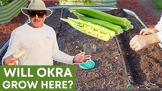 Can You Grow Okra in a Raised Bed?