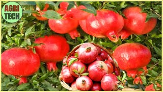 How American Farmers Grow and Harvest Pomegranates Using Agricultural Technology.#14