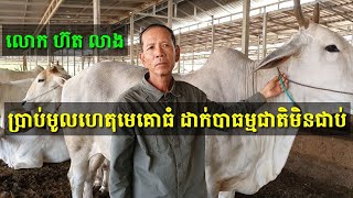 លោក ហ៊ត លាង ប្រាប់មូលហេតុមេគោធំ  ដាក់បាធម្មជាតិ៨ដងមិនជាប់ តែគាត់ដាក់ជាប់