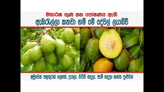 ඇඹරැල්ලා කනවා නම් ඔබට මේ දේවල් ලැබේවි - Nutritional and medicinal value of Ambarella Fruit