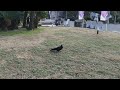 【4k】the moment the crow flies カラスが飛ぶ瞬間 asmr