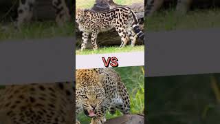 King Cheetah VS Leopard      #shorts #vs