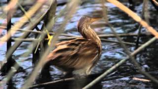 ヨシゴイ幼鳥の狩り