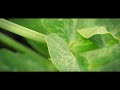 the dancing plant timelapse photography