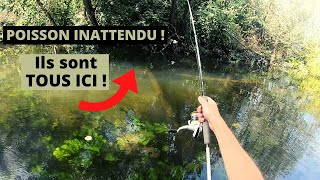 Pêche à VUE : poisson INATTENDU en UL + Chevesne à la mûre !