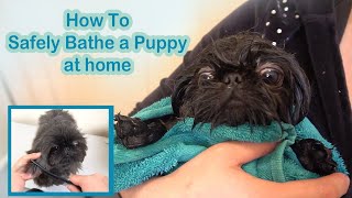 How To Safely Bathe your Puppy at home || FURESH