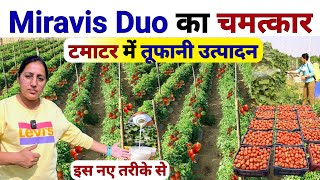 टमाटर की खेती 🍅में तूफानी उत्पादन कैसे लाए| Tomato ki kheti | Miravis Duo Fungicide | mirch ki kheti