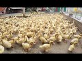 Process Of Raising Ducks For Meat - Duck Farming Techniques