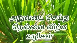 அறுவடை செய்த நெல்லை விற்க வழிகள்... @tamilagricultureinformation