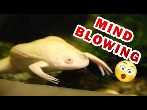 How many gallons do African clawed frogs need?