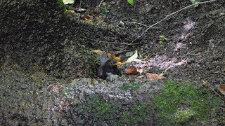 山中湖 大洞の泉のクロツグミ（雄）の水浴び　その１６（4K60P動画）