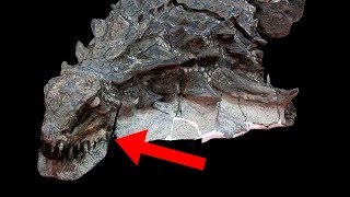 Most UNBELIEVABLE Dinosaur Fossil Discoveries!