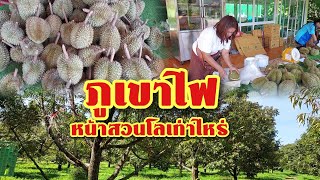 ทุเรียนภูเขาไฟหน้าสวนกิโลเท่าไหร่ ที่สวนทับทิม ซำตารมย์ กันทรลักษ์  จ.ศรีสะเกษ