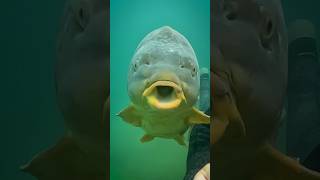 🤿HISTORIC TV EPISODE | Grand Fishing Adventure Underwater Special #carpfishing #underwater #fishing