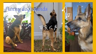 funny dog ​​sounds/超好笑的婴婴兽/一只大德牧的声音顛覆你对大狼犬的认知/狗狗叫声合集#德牧#狼犬#犬吠#gsd#funny#狗叫声#合集