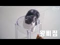 말대꾸하는 먼치킨 고양이 코비 귀여움주의 talking cat