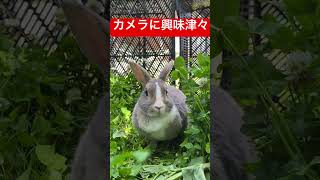 カメラに興味津々なうさぎ🐰 #うさぎのいる暮らし