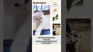 QUOTES MOTIVATION | FROM CAT | ANIMAL LOVER | CAT LOVER | REMINDER