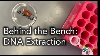 Behind the Bench: DNA Extraction with Qiagen DNeasy Blood & Tissue Kit (Product 69504)