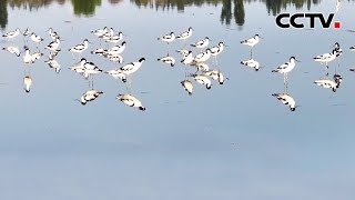 飞鸟翔集、风光旖旎，33秒欣赏新疆石河子湿地风光 | CCTV