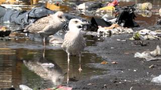 Kaspisk trut (Caspian gull, Larus cachinnans)