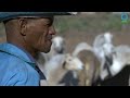 Livestock health and climate resilient breeds: Namaqualand (Part 2)