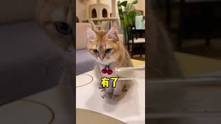 【麻蛋和丑丑】看到最后，小母猫喝了猫薄荷水竟然出现了幻觉 #猫咪 #萌宠