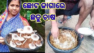 ଛୋଟ ଜାଗାରେ ପାଳ ଛତୁ ଚାଷ।#paddystrawmushroom #mushroom #kutachhatu#chhatuchasa