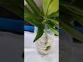 dracaena plant #shorts