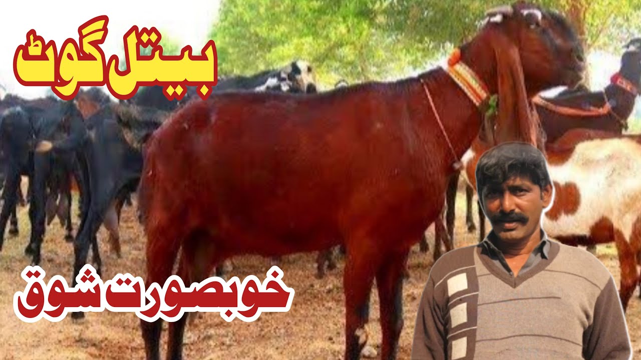 How To Start Goat Farming||Goat Farming Training In Urdu||Beetal Goat ...