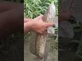 Nangkap Ikan gabus Monster Di Air Kering #fishing #mancing #gabus #fypyoutube #shortsyoutube #shorts