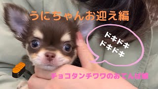 【チョコタンチワワ】極小ぶるぶるチワワをお迎えからお家に着いてはしゃぐまで♪