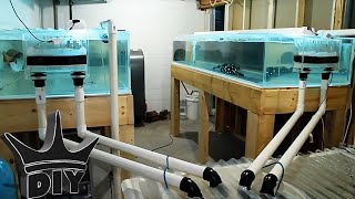 MONSTER DIY aquariums and fish UPDATE