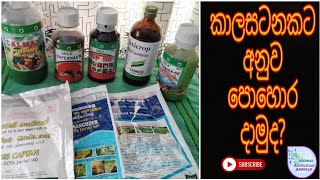 කාලසටනකට පොහොර දාමුද? #anthurium #fertilizer #dahamsa