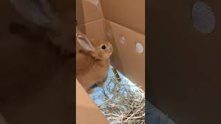 初日の子ウサギ🐰#bunny #rabbit #うさぎ #かわいい #ペット