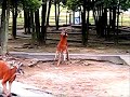 boxing of a kangaroo 　カンガルーのボクシング