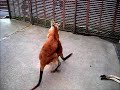 boxing of a kangaroo 　カンガルーのボクシング