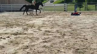 Heather's beginner adult jumping lesson