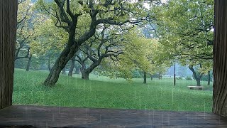 Rain Falling on Plum Trees - Time for Relaxation