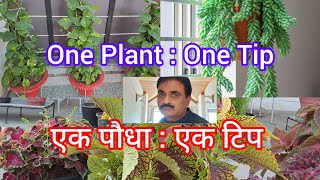 One Plant : One Tip, एक पौधा : एक सलाह, Bamboo, Money plant, Palm, Succulent, Hibiscus, Coleus.