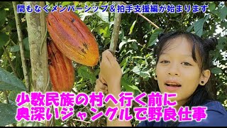 少数民族の村へ行く前に奥深いジャングルで野良仕事編【カカオの収穫、バナナの除草】