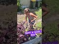 in our front yard filipinaaustralianfamily shortvideo gardening cleaning