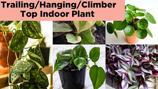 12 Best Hanging/Trailing/Climber/Creeper Indoor Plants / Indoor Plant Name /Trailing Houseplant Name