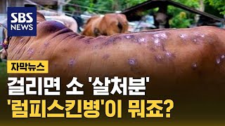 걸리면 살처분한다던데…'럼피스킨병'이 뭔가요? (자막뉴스) / SBS