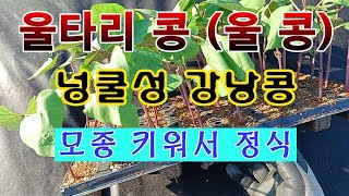 [텃밭농부. 1,090]  넝쿨성 강낭콩. 일명 (울콩) 모종 정식 #울타리콩재배