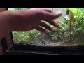 how to care for zebra danios