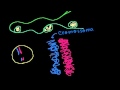 Cromossomas, cromatídeos, cromatina, etc. - Khan Academy em português (11ºano)